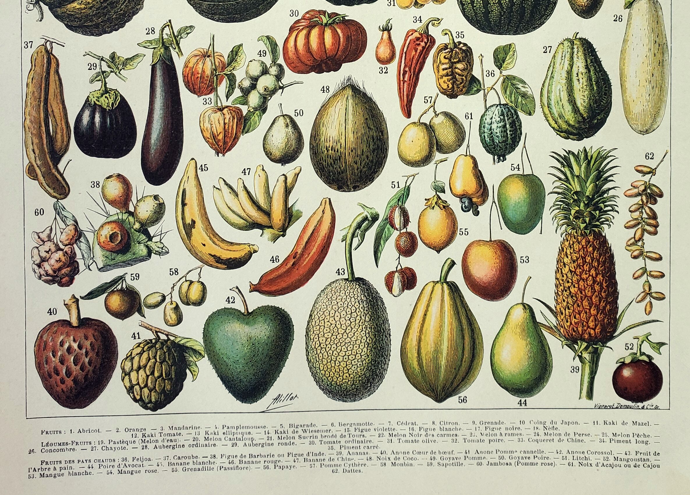 Gravure • Fruits exotiques, variétés • Affiche originale et vintage de 1898