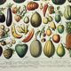 Gravure • Fruits exotiques, variétés • Affiche originale et vintage de 1898