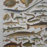 Fish lithograph from 1948