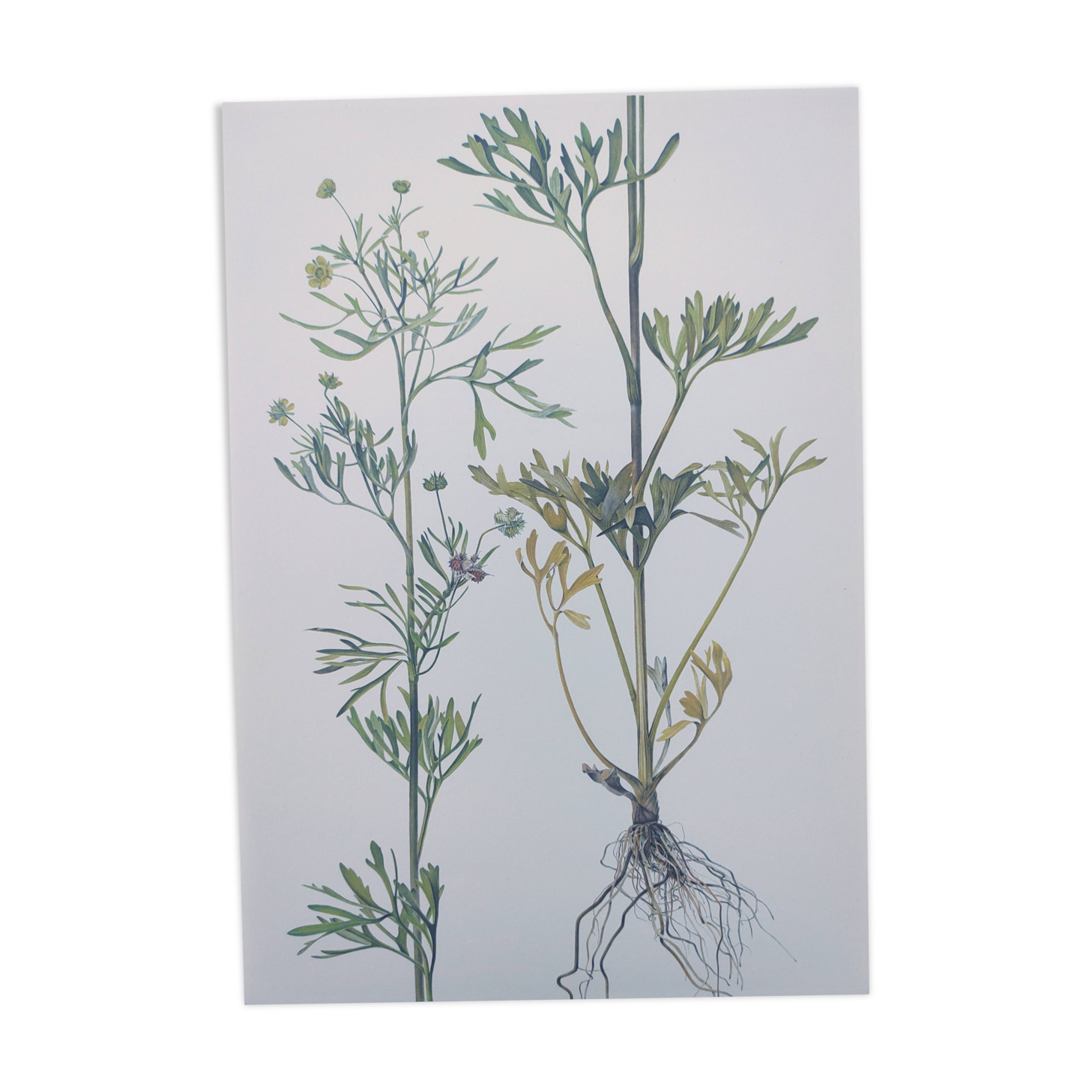 Planche botanique vintage de 1978 - Renoncule des champs - Gravure de fleur sauvage