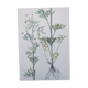 Planche botanique vintage de 1978 - Renoncule des champs - Gravure de fleur sauvage