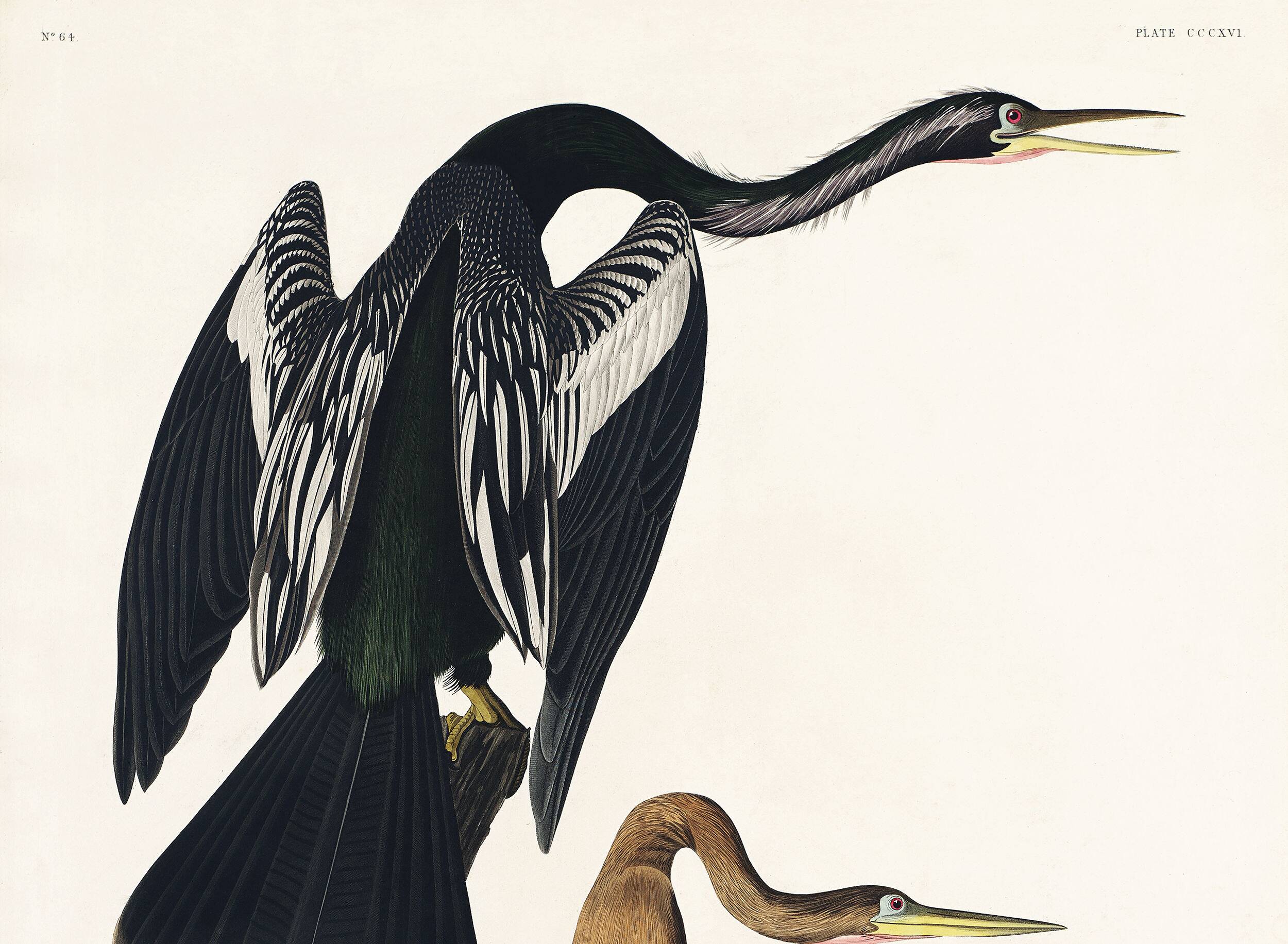 Poster for the Darter of America, based on an old engraving from 1827.