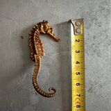 Hippocampe seché
