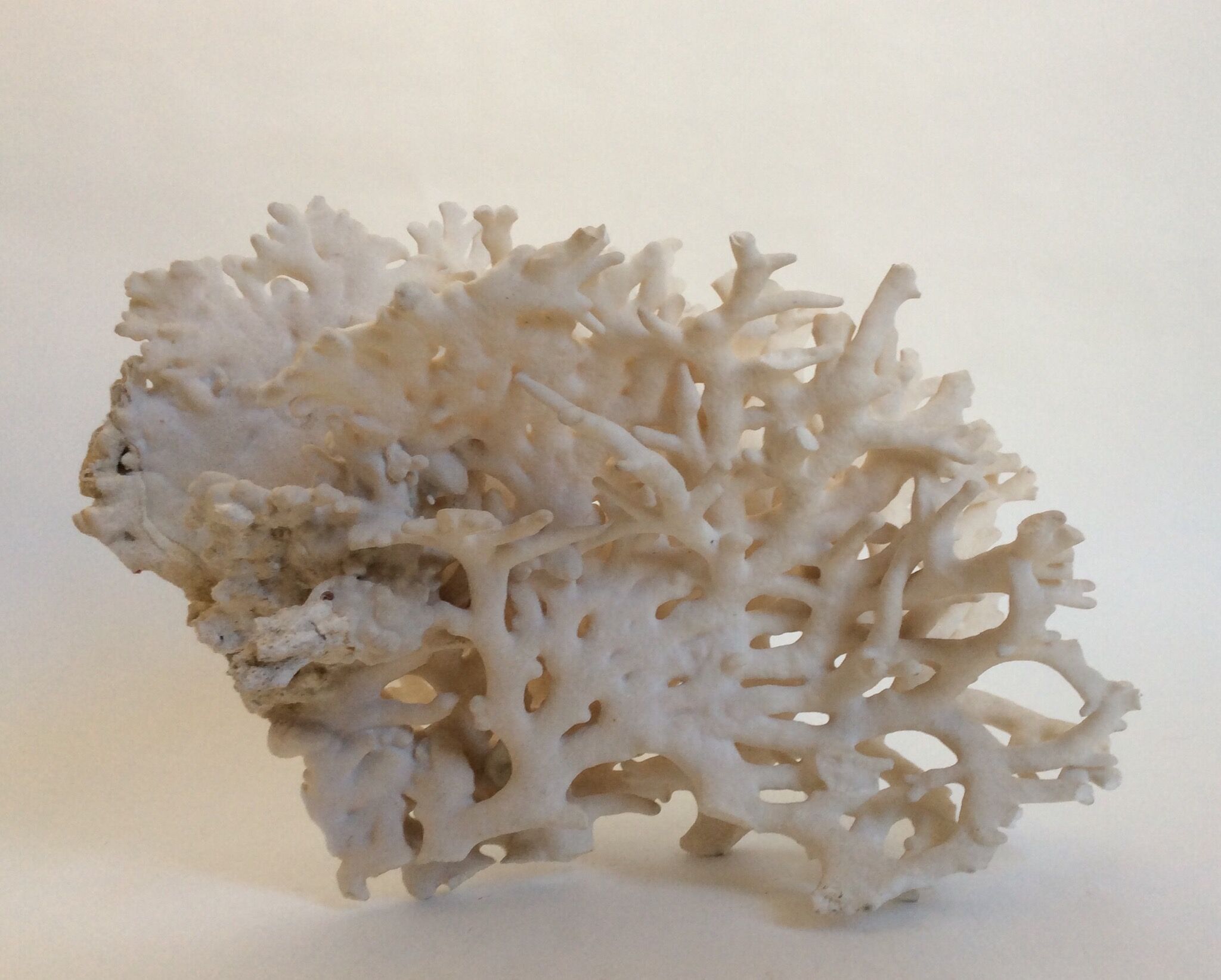 Corail blanc ancien