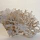 Corail blanc ancien
