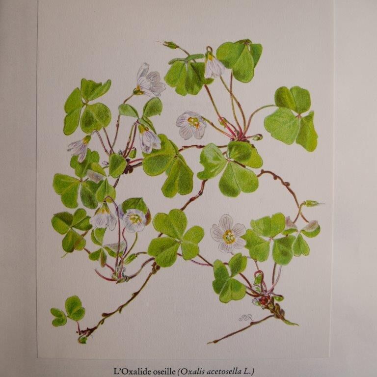 Botanical plate Oxalide sorrel