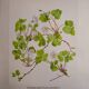 Botanical plate Oxalide sorrel