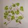 Botanical plate Oxalide sorrel