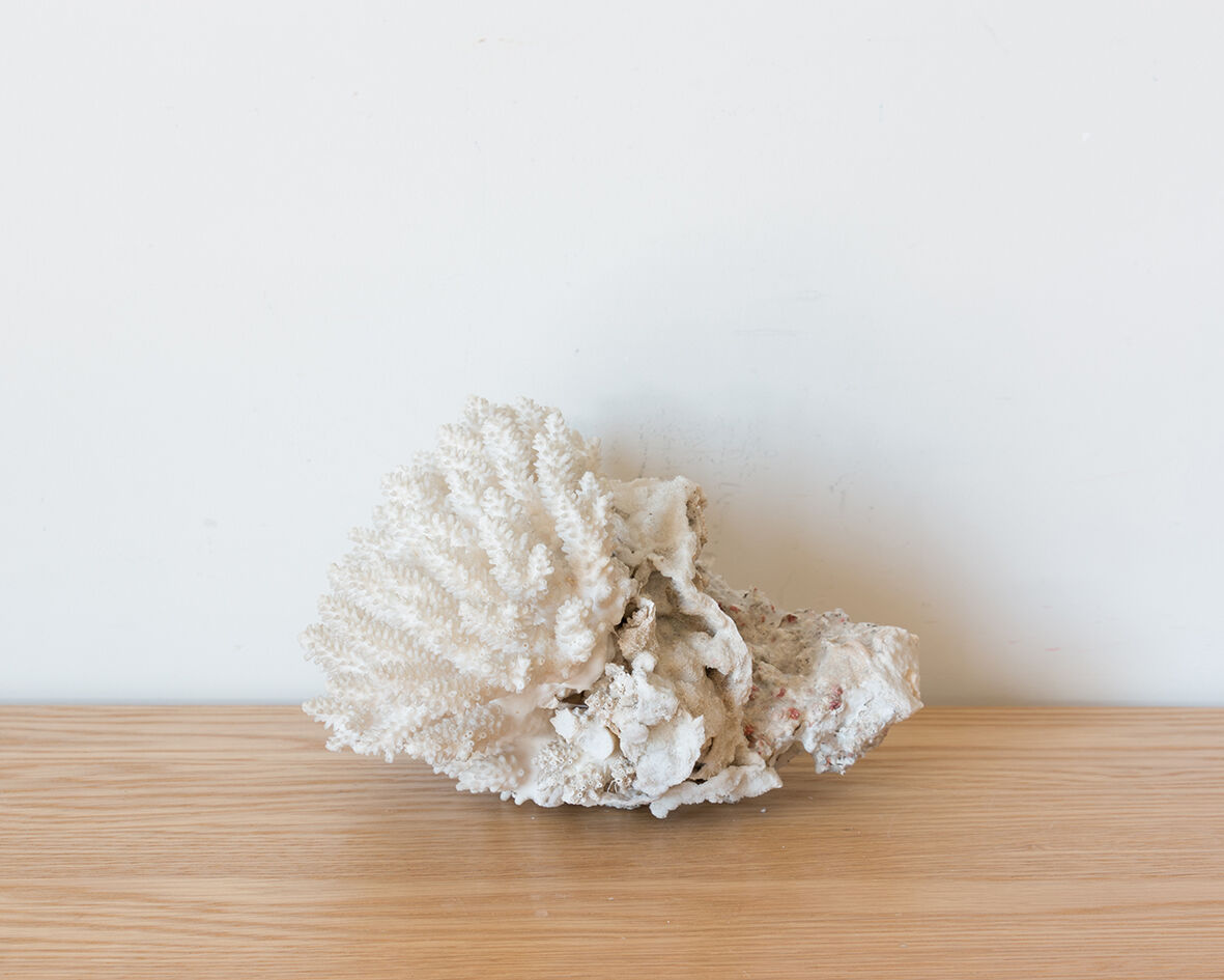Ancient white coral