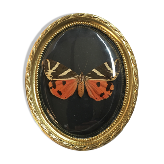 Butterfly under curved frame