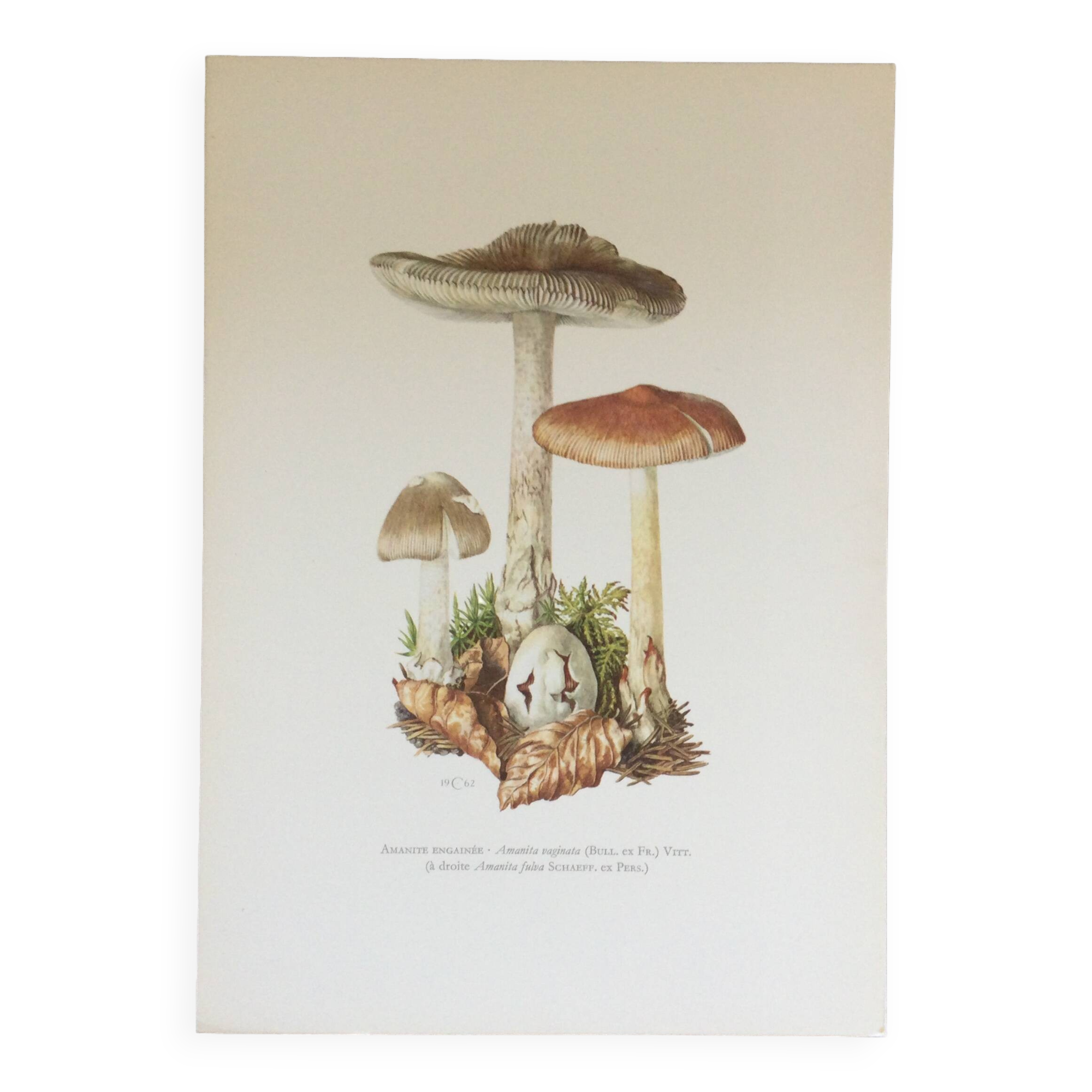 Botanical illustration "mushrooms", 1960s
