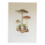 Botanical illustration "mushrooms", 1960s