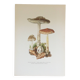 Illustration botanique "champignons", années 60