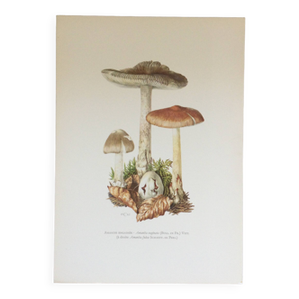 Botanical illustration "mushrooms", 1960s