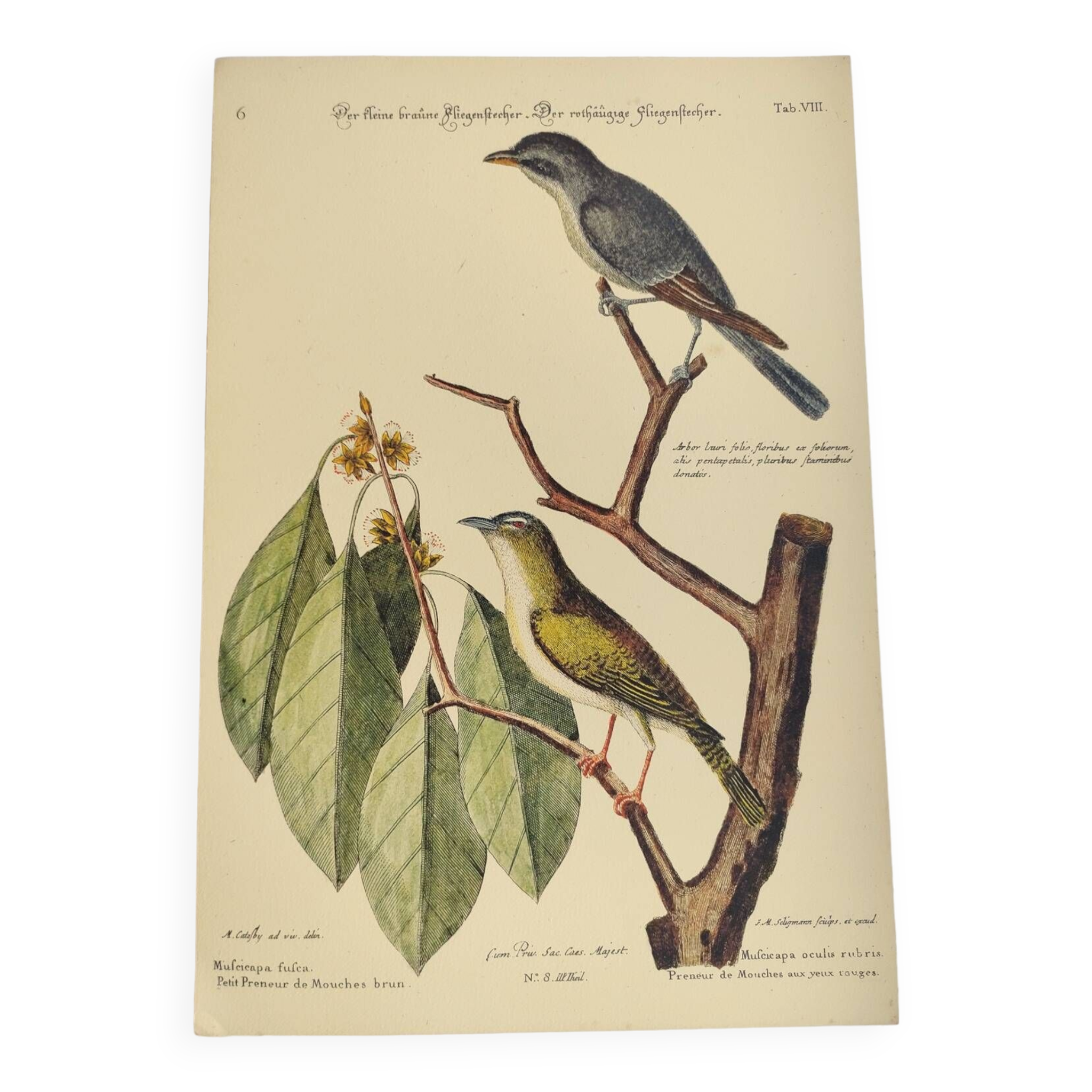 Gravure ancienne oiseau  -Preneur de Mouche- Planche zoologique de Seligmann & Catesby
