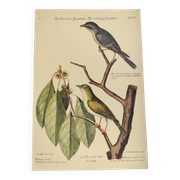 Gravure ancienne oiseau  -Preneur de Mouche- Planche zoologique de Seligmann & Catesby