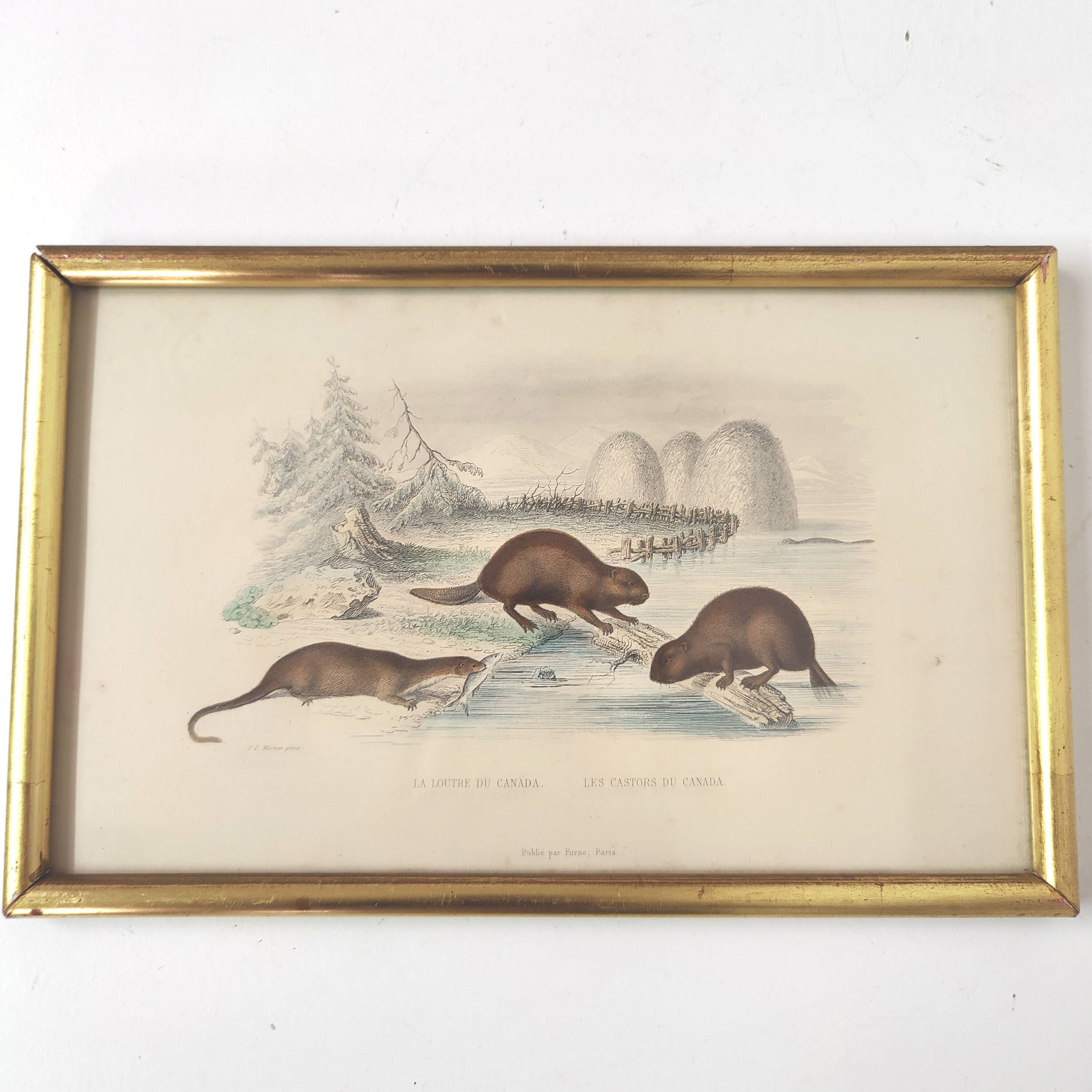 Zoological board engraving Buffon otter and beaver from Canada gilded wood frame