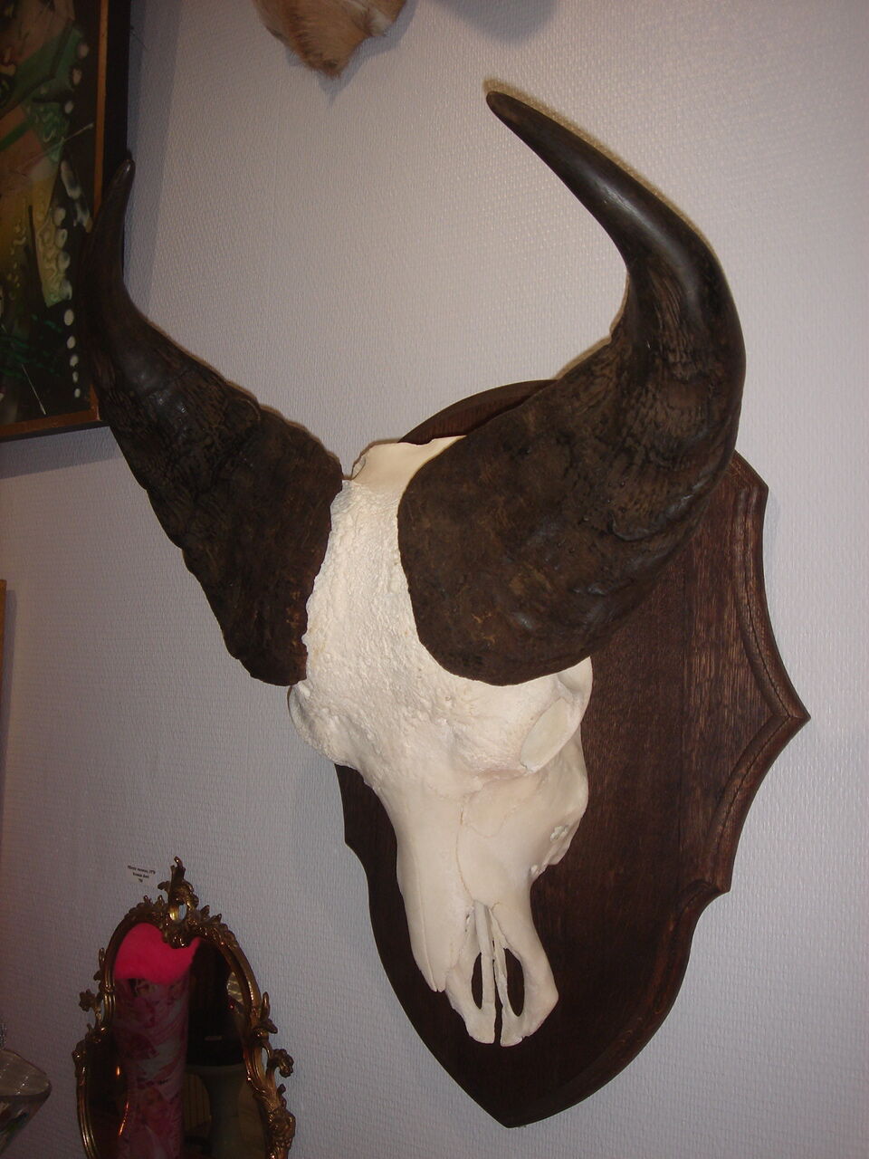 Namibia's Kettner massacre buffalo