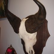Namibia's Kettner massacre buffalo
