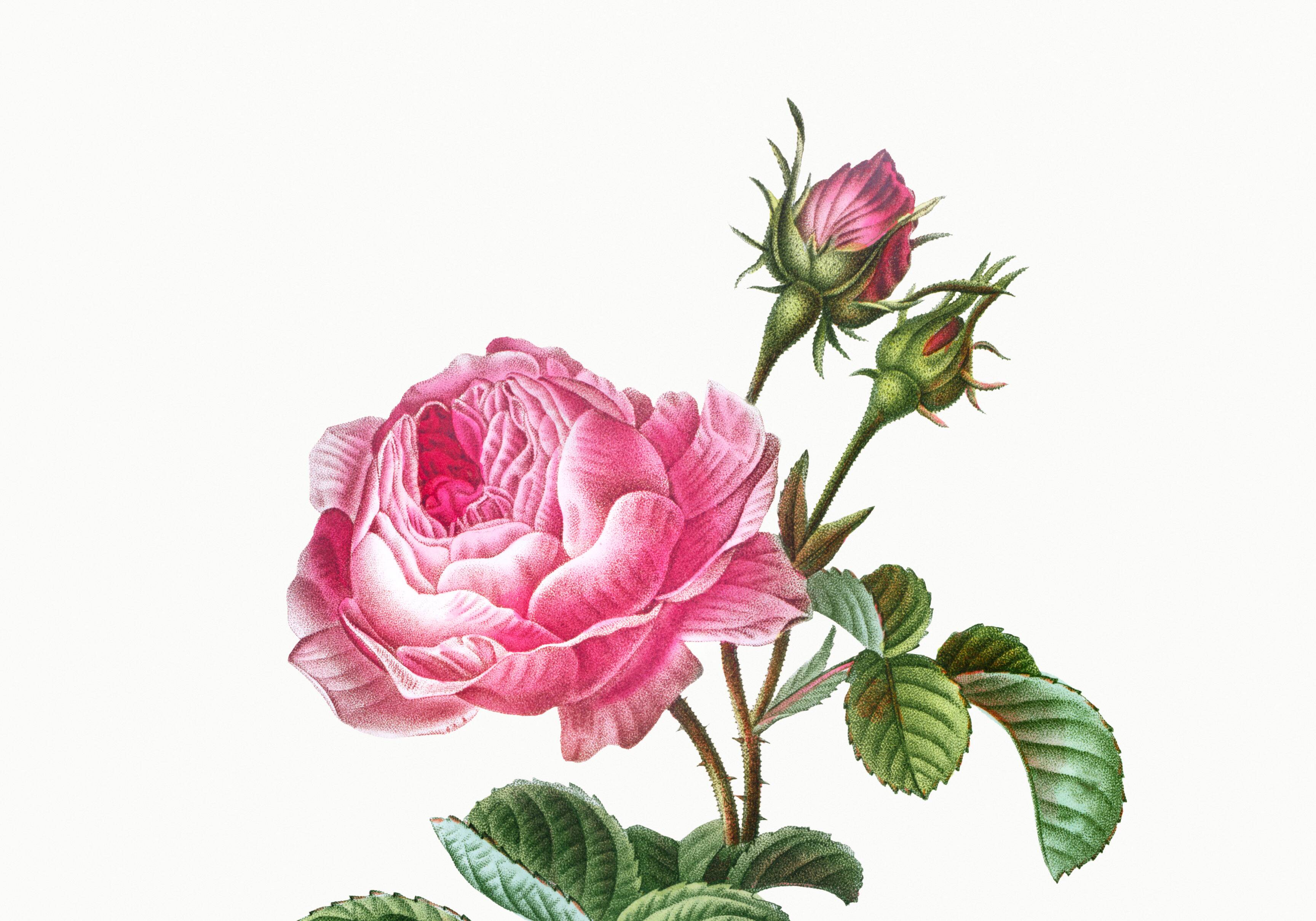 Vintage poster of the hundred-petaled rose, after an 1802 engraving