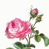 Vintage poster of the hundred-petaled rose, after an 1802 engraving