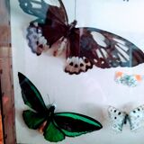 butterflies in the window