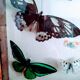 Papillons en vitrine