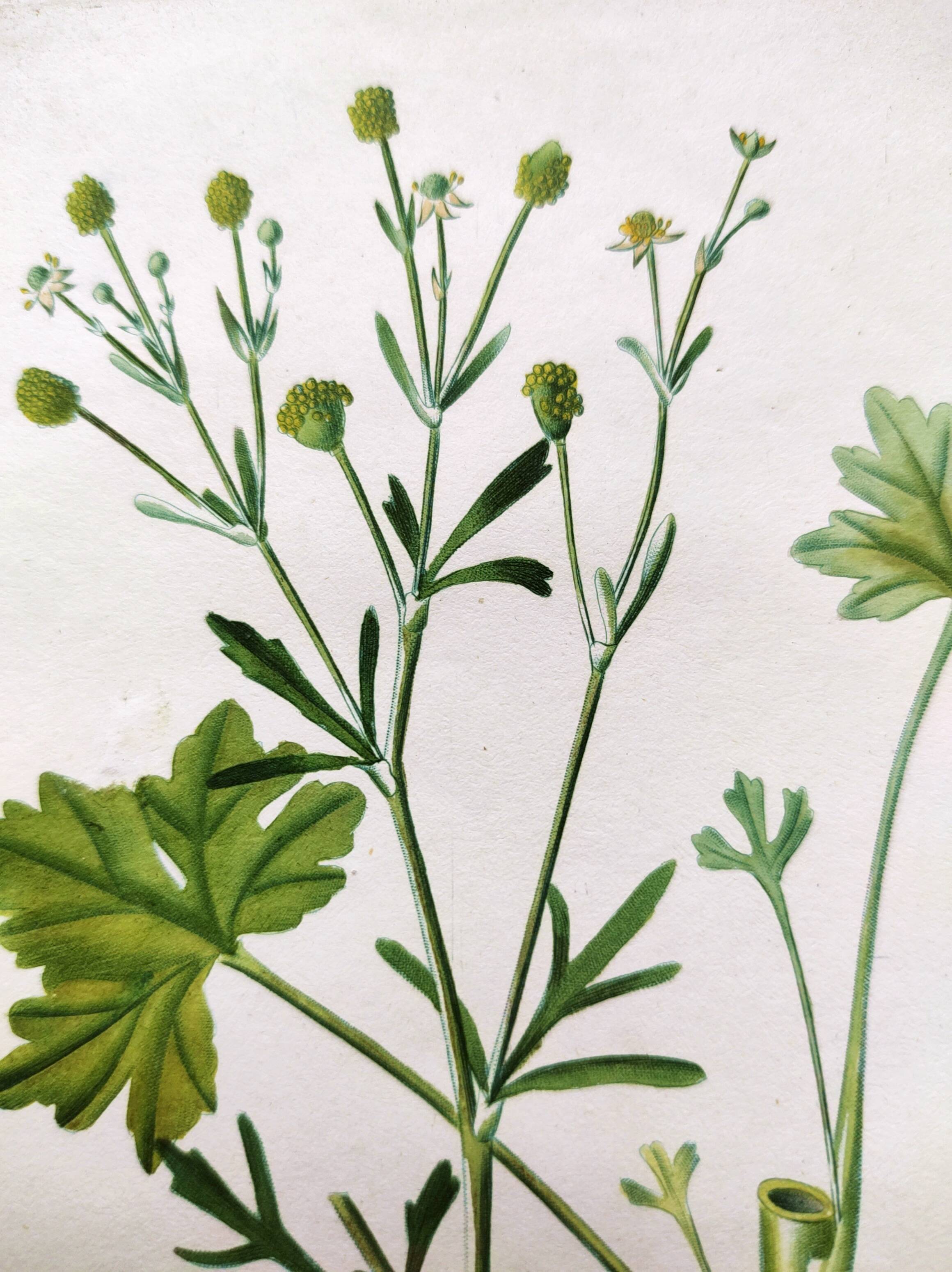 Antique flower engraving from 1829 - Ranunculus Scerelate - By P.A Poiteau.