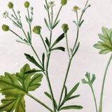 Gravure de fleur ancienne de 1829 - Renoncule Scerelate- Par P.A Poiteau.