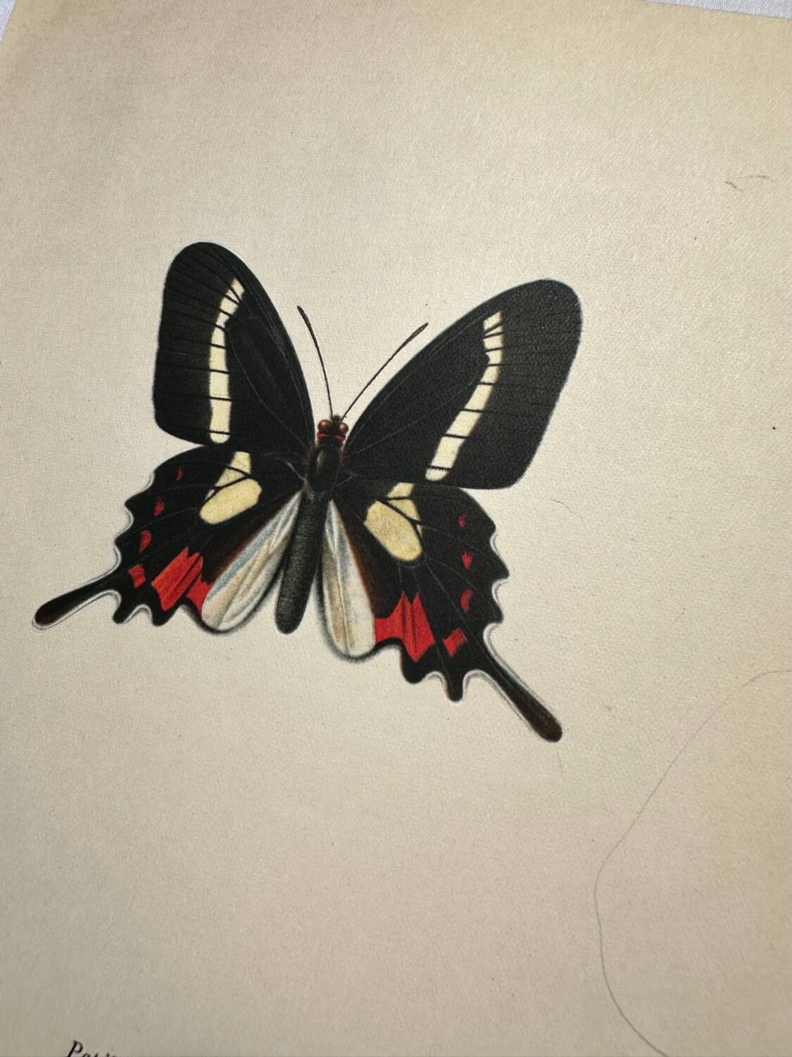 Antique Butterfly Engraving Lithograph Naturalist Botanical Plate