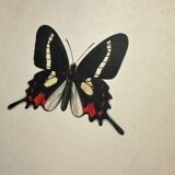 Antique Butterfly Engraving Lithograph Naturalist Botanical Plate