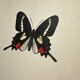 Old Engraving Butterfly Lithograph Naturalist Botanical Plate