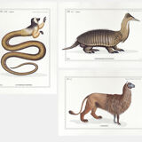 Set of 3 chimeras lithography animal engraving