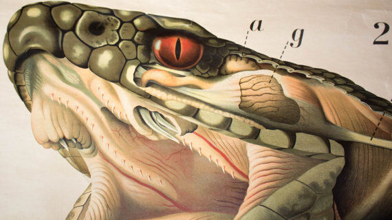 Poster of the 20th century Paul Pfurtscheller Zoological "Viper"