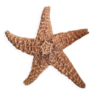 Ancienne grande étoile de mer naturelle