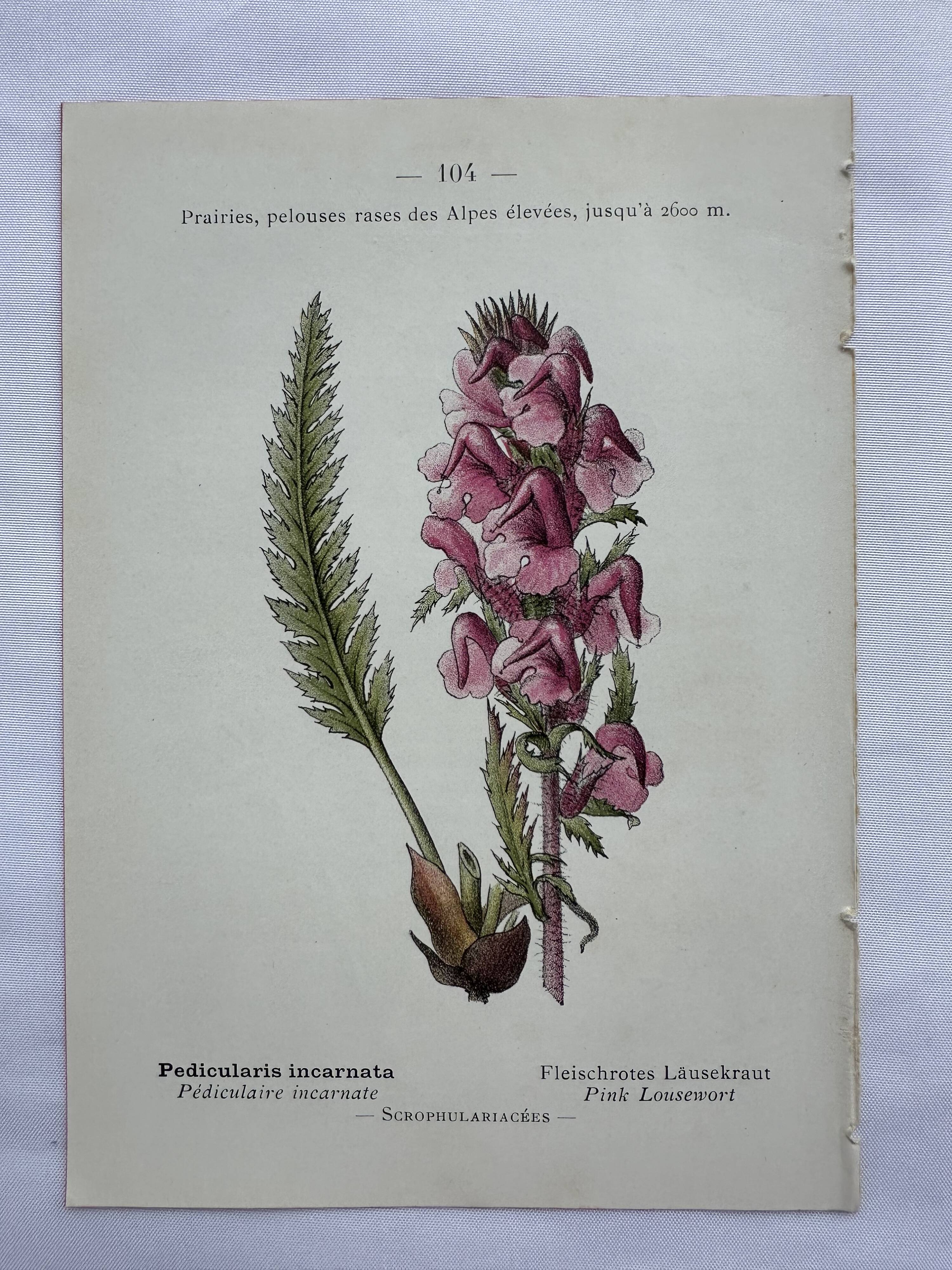 Botanical plate engraving flower 1800