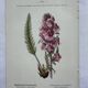 Botanical plate engraving flower 1800