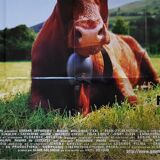 Poster "Xxl "