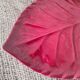 Red burgundy leaf earthenware dish