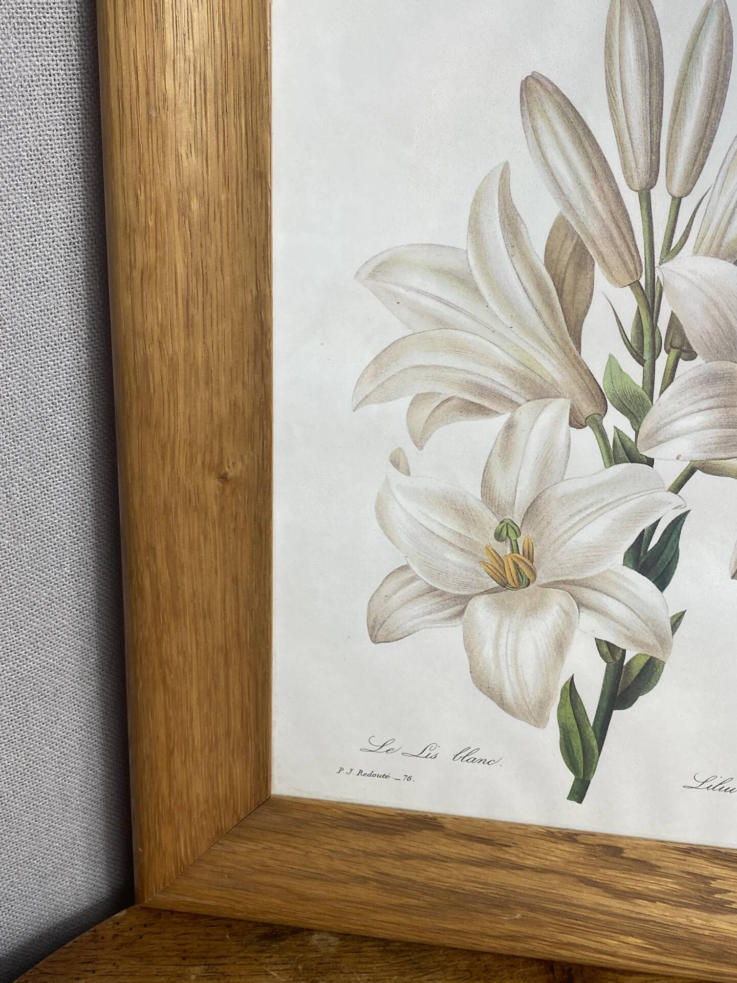 Botanical print, White Lily, P-J Redouté