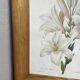 Botanical print, White Lily, P-J Redouté