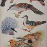 Louis DELAPCHIER: Doves, Sandgrouse and Turtle Dove, original signed watercolor
