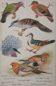 Louis DELAPCHIER: Doves, Sandgrouse and Turtle Dove, original signed watercolor