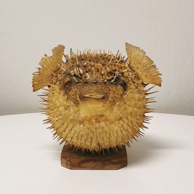 Naturalized Moonfish Lamp, 1950