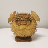 Naturalized Moonfish Lamp, 1950