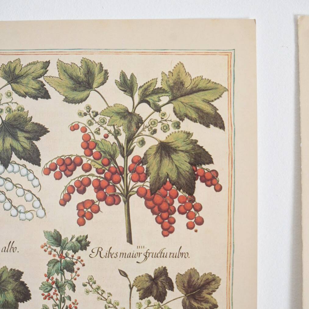 Planches herbier ancien