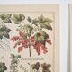 Planches herbier ancien