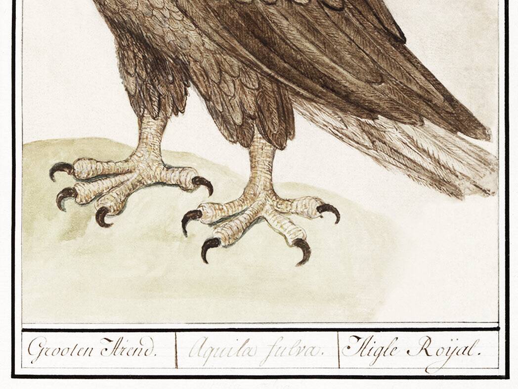 Small poster about the eagle, after an old engraving from 1610.