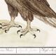 Small poster about the eagle, after an old engraving from 1610.