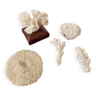Lot of 5 corals